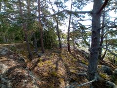 Kallioinen metsä.