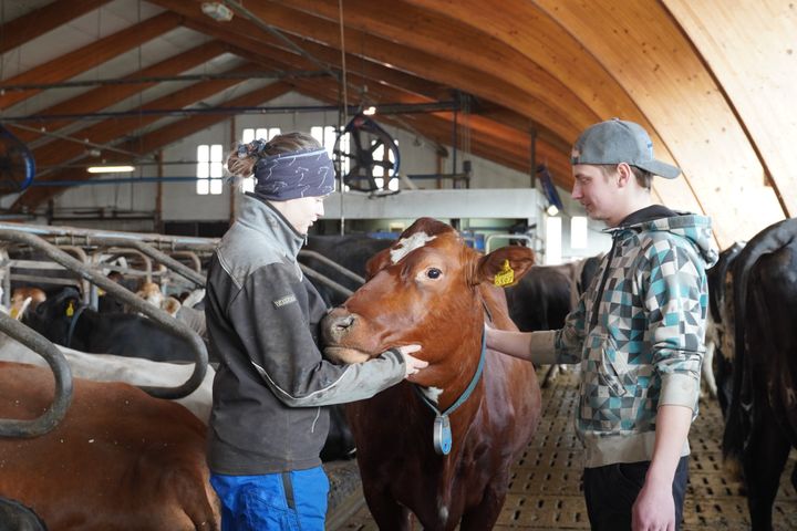Iida Heino ja Simo Linnainmaa navetassa lehvien kanssa.