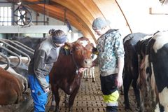 Iida ja Simo navetassa lehmien kanssa.