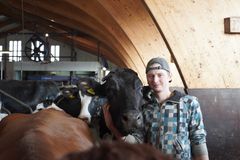 Simo Linnainmaa navetassa lehmien kanssa.