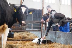 Iida Heino rapsuttaa vasikkaa. Simo Linnainmaa on kuvassa taka-alalla ja etualalla lehmä katsoo suoraan kameraan.