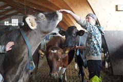 Simo Linnainmaa ja kolme erilaista lehmää.