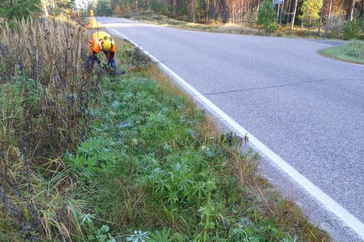 Lupiinia kitketään Oinasjärventiellä.