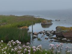Sateinen ja sumuinen maisemakuva meren rannalta.