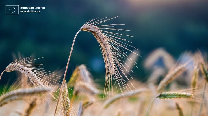 Ruispelto ja vasemmassa yläkulmassa valkoinen EU-logo.