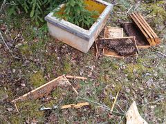 Rikottu mehiläispesä.