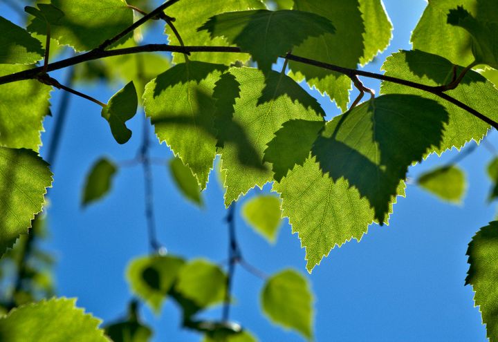Koivun lehtiä aurinkoisessa maisemassa