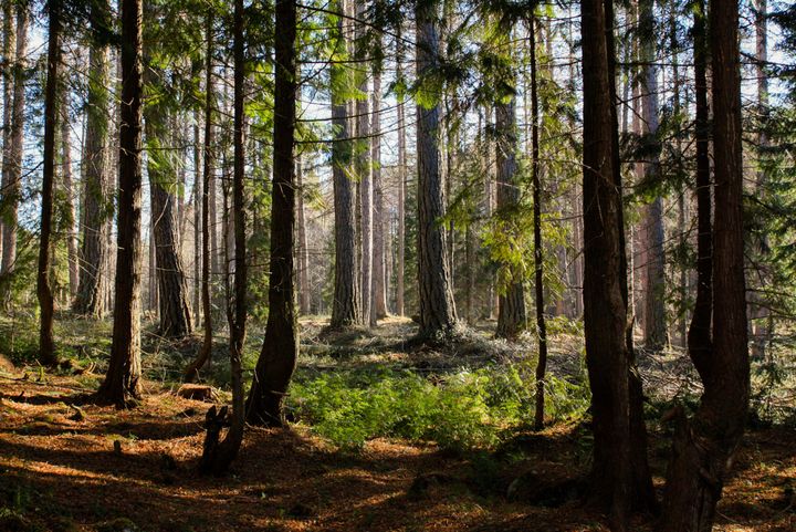 Kesäinen havumetsä