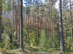 Havumetsä päivänvalossa, taustalla kirkas taivas.