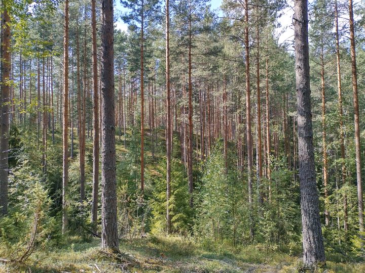 Havumetsä päivänvalossa, taustalla kirkas taivas.