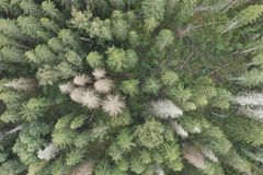 Trees killed by spruce bark beetles in a spruce forest