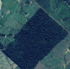 Satelliittikuvasta näkyvä geoglyfi raivatulla metsäaukealla.