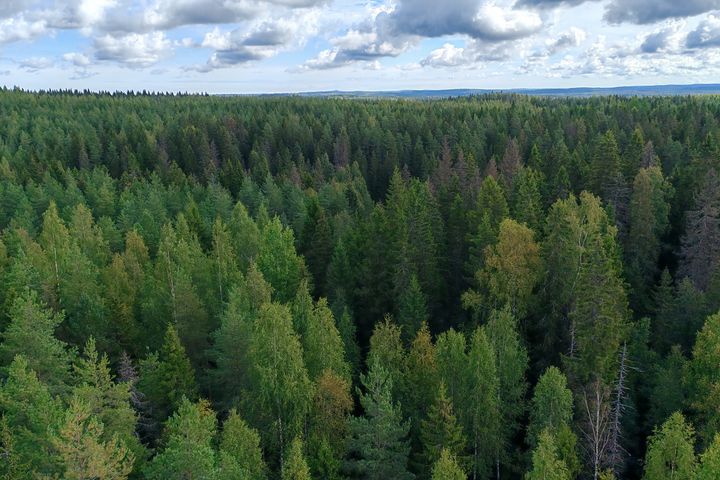 Laserkeilaushavaintoalueen puita