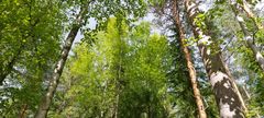 Erilaisia puita metsässä