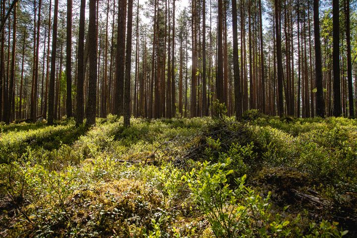 Metsän hinta ei ole lähtenyt laskuun, vaikka puun hinnat ovat pudonneet viime vuodesta.