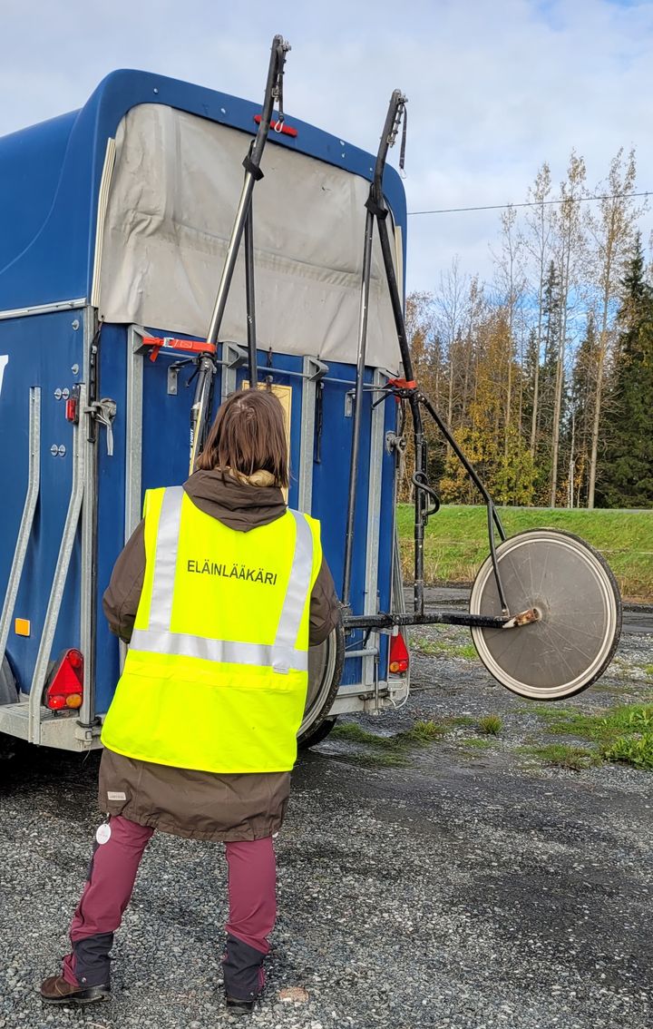Eläinlääkäri tarkastaa hevoskuljetusvaunua.