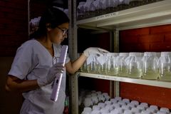 Hyttysten elinkaaressa on neljä vaihetta: muna, toukka, kotelo ja aikuinen. Lääkärit Ilman Rajoja -järjestön laboratoriossa kasvavista toukista tulee lähipäivinä aikuisia hyttysiä, jotka vapautetaan Hondurasin pääkaupungissa Tegucigalpassa. Kuva Martín Cálix, Lääkärit Ilman Rajoja.