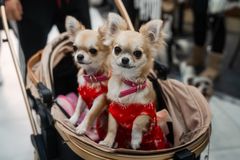 Den populära hundparaden arrangerades för första gången förra året. I år anmälde sig över 200 intresserade på ett par dagar.