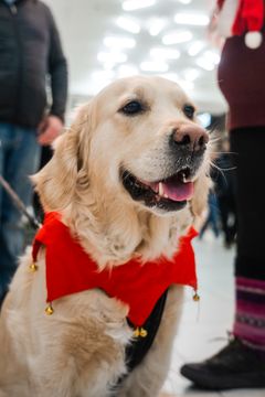 Den populära hundparaden arrangerades för första gången förra året. I år anmälde sig över 200 intresserade på ett par dagar.