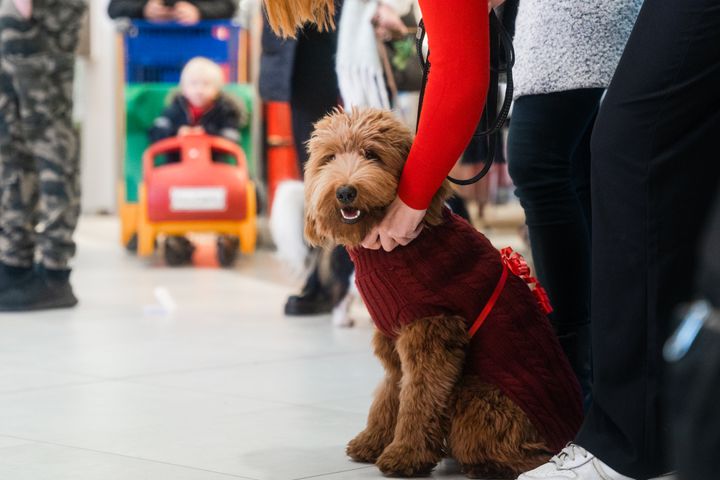 Den populära hundparaden arrangerades för första gången förra året. I år anmälde sig över 200 intresserade på ett par dagar.