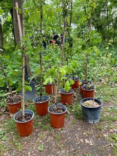 Lavera forest project - new trees for Villa Annoni, region Milan, Italy 2024