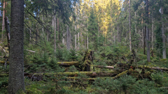 Boreaaliset luonnonmetsät ovat Euroopan unionin suojelema luontotyyppi. Luontotyyppiä esiintyy koko Suomessa tunturialueita lukuun ottamatta.