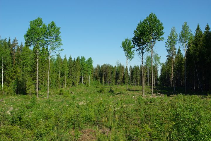 Haapa on monimuotoisuuden kannalta arvokas puulaji, jota on hyvä suosia säästöpuuna.