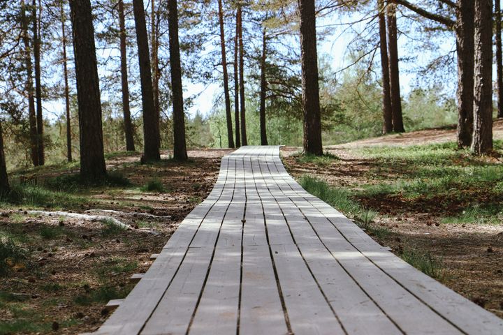 Puinen pitkospuupolku kulkee mäntymetsän halki.