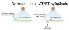 Kaavio havainnollistaa DNA:n metylaation vaikutusta geenien säätelemiseen ja ekspressioon AT/RT-syöpäsoluissa.