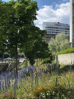 Maisema, jossa on kukkiva kukkaniitty etualalla, puita, ja moderni rakennus taustalla.