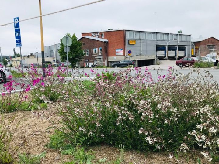 Joukkoliikennettä ohittava tie, vieressä kukkia ja taustalla tiilirakennus.