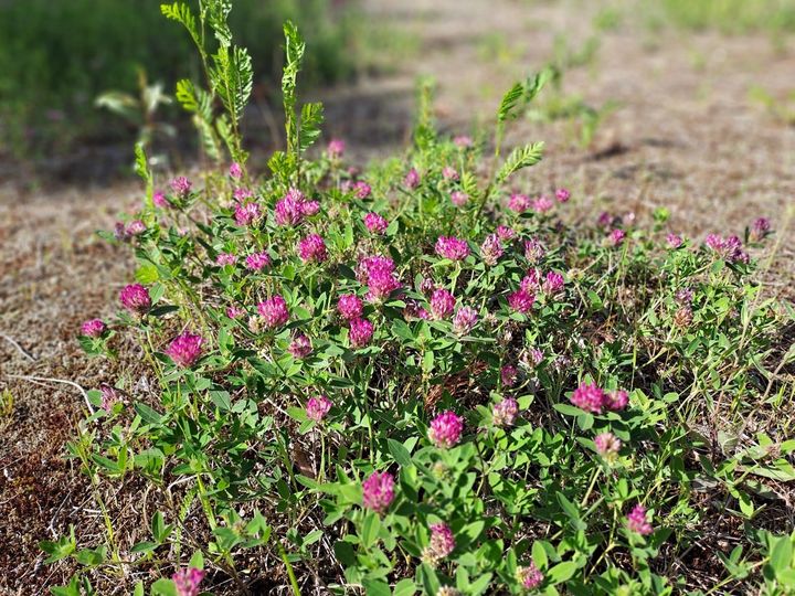 Kuva metsäapilasta, jossa on suipot lehdet ilman valkeaa kiilamaista laikkuja.