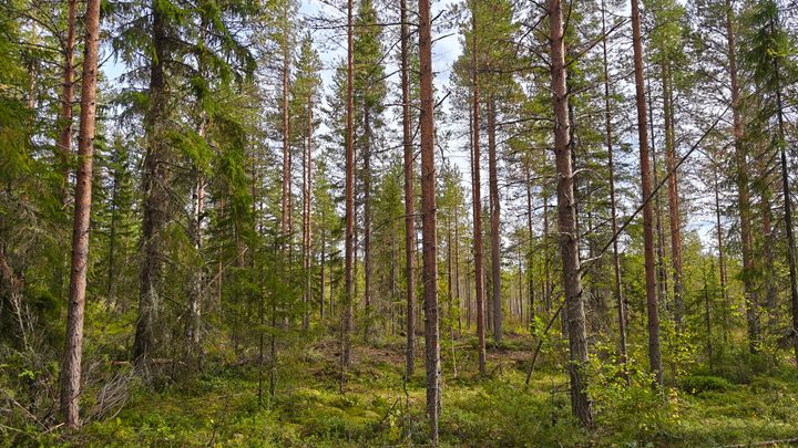 Hyvälaatuiset, hoidetut metsät ovat ostoslistojen kärjessä.