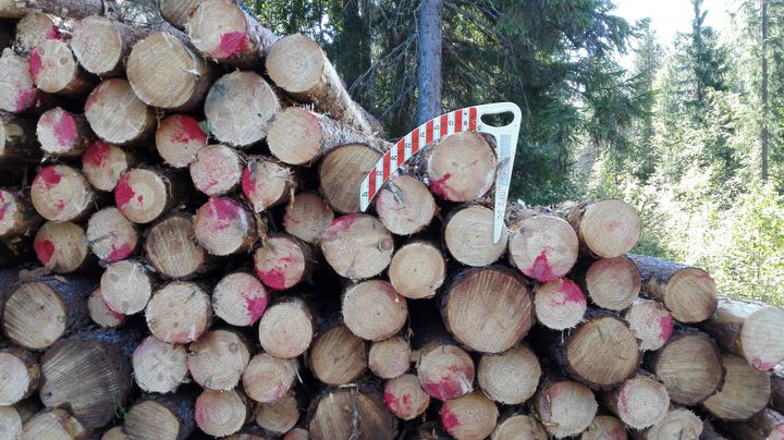 Puun hintakehitys oli vahvaa vuoden ensimmäisellä vuosipuoliskolla.