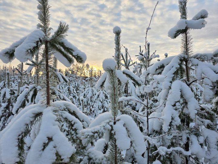Metsäkiinteistömarkkinoilla takana vilkas vuosi.