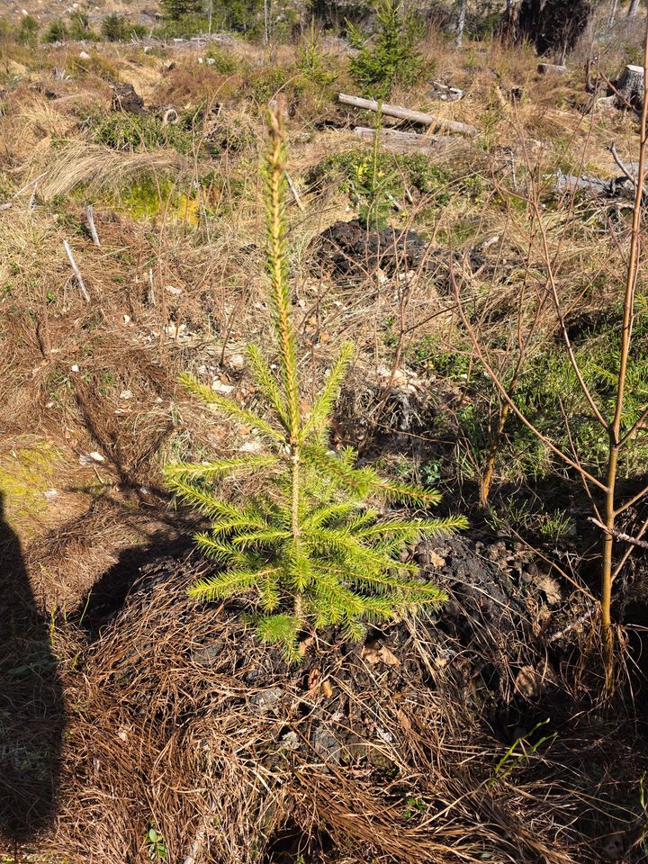 Alkukesä näyttää metsäkiinteistömarkkinoiden todellisen suunnan.