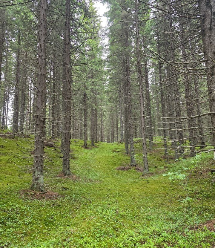Yhteismetsät tarjoavat selkeän polun huolettomaan metsänomistukseen.