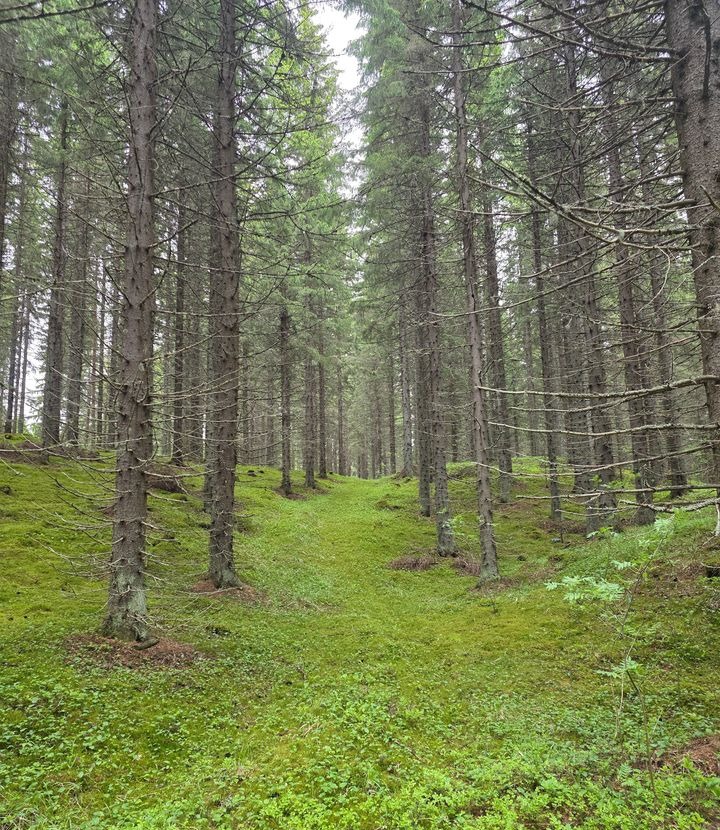 Puutteelliset metsävaratiedot vaikeuttavat yhteismetsäosuuksien kauppaa
