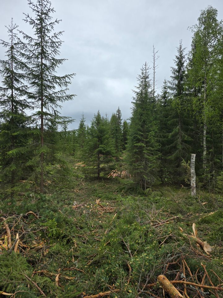 Metsätilan oston jälkeisillä uudistushakkuilla on suuri merkitys kannattavuuden näkökulmasta.