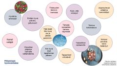 Palloissa on palveluiden käyttäjien kirjaamia myönteisiä kokemuksia, kuten "Erittäin hyvä palvelu, jatkoon!" ja "Ystävällinen vastaanotto".