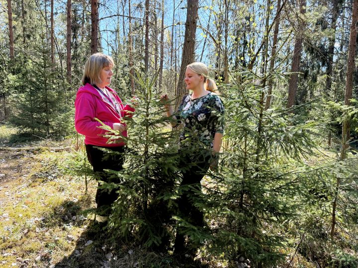Kaksi naista seisoo aurinkoisessa metsässä pienen kuusen vieressä.