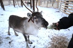 Urho the reindeer at his home farm in Rovaniemi.