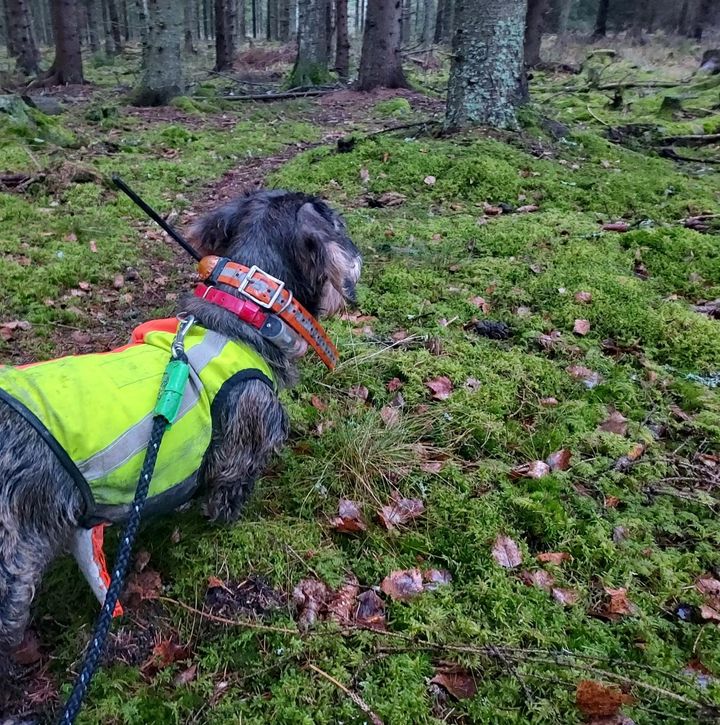 Hyvinkään, Riihimäen ja Lopen rajalla havaittiin ihmisarkuuden menettänyt susi 6.12.