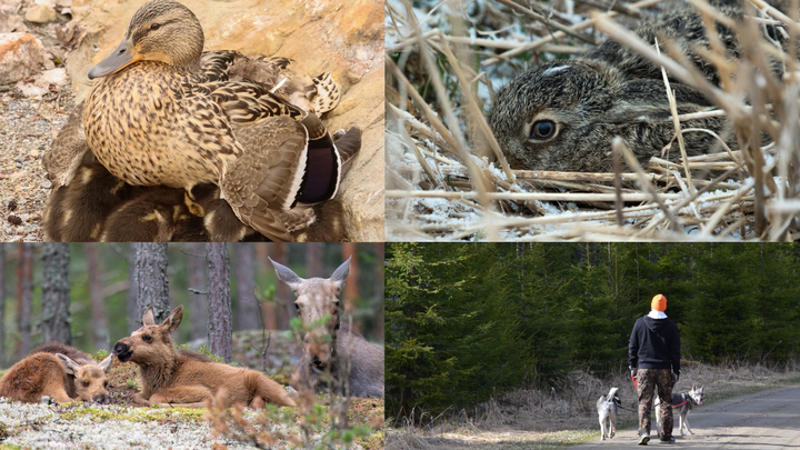 Kuvassa oikealta ylhäältä: heinäsorsa eli sinisorsa (anas platyrhynchos), hirviemo vasoineen (algus algus), pieni rusakonpoikanen (lepus europaeus), sekä koiranulkoiluttaja koirineen.