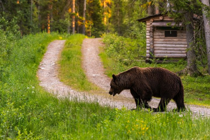 Karhu kävelee mökkitiellä