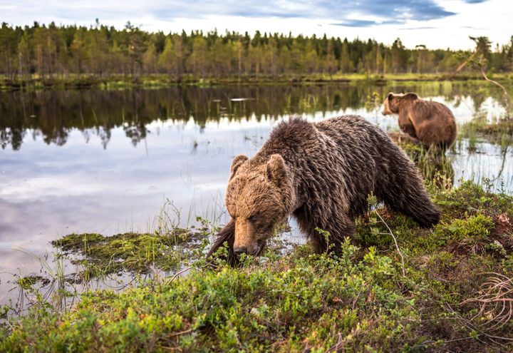 Kaksi karhua lammella Suomussalmella.