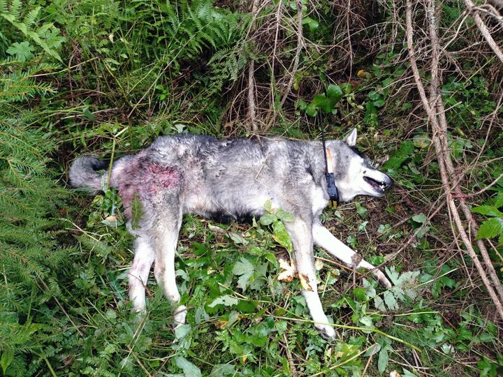 Susihyökkäyksen uhriksi joutunut jämtlanninpystykorva.