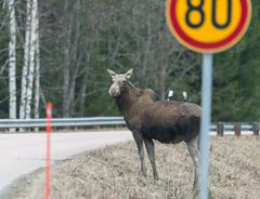 Hirvi tien reunalla