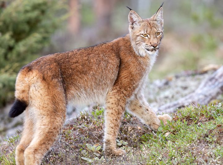 Ilves kalliolla