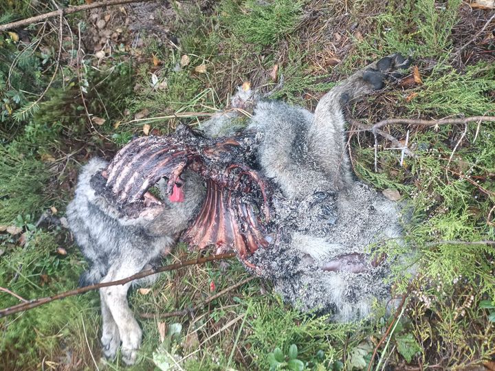 Syöty koira metsässä